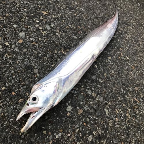 タチウオの釣果