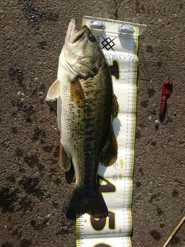 ブラックバスの釣果