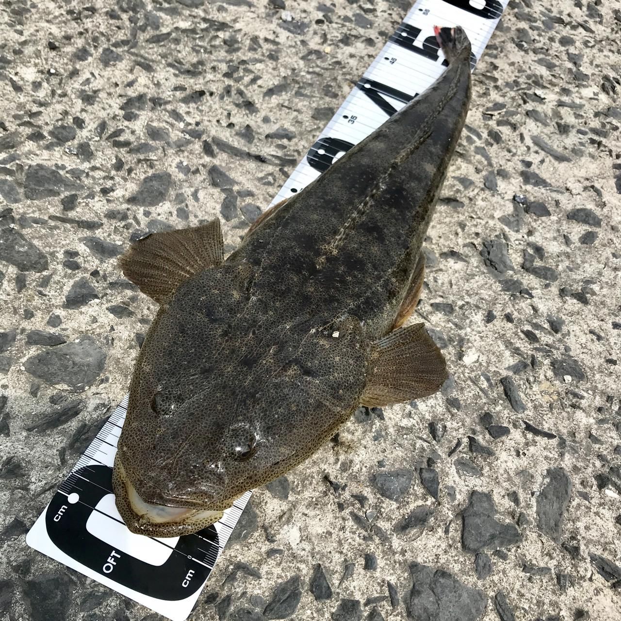 inen@釣り師零号機 さんの 2018年04月04日のマゴチの釣り・釣果情報