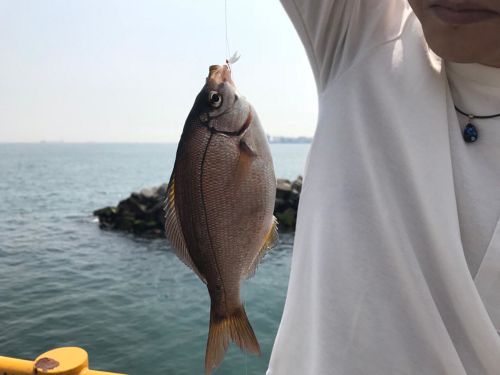 ウミタナゴの釣果