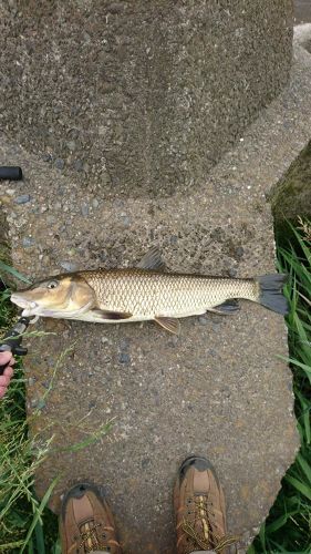 ニゴイの釣果