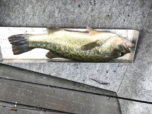 ブラックバスの釣果