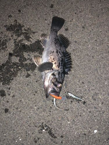 クロソイの釣果