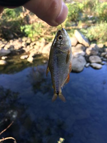 ワカナゴの釣果