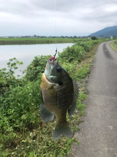 ブルーギルの釣果