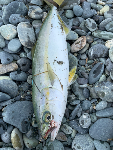 ワカシの釣果