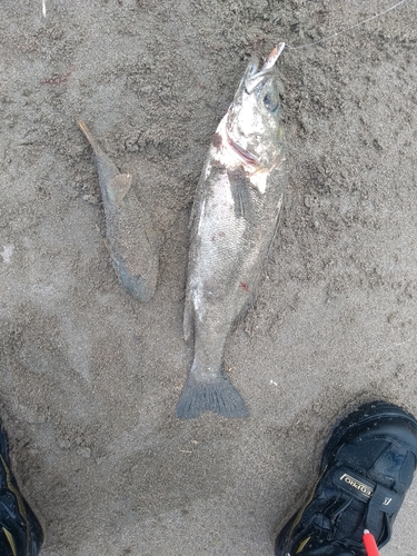 セイゴ（マルスズキ）の釣果