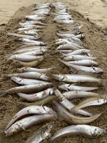 キスの釣果