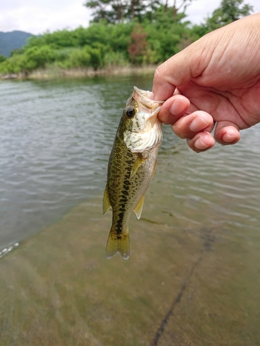 ラージマウスバスの釣果