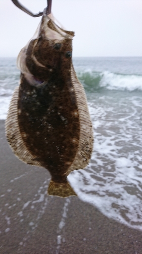 ソゲの釣果