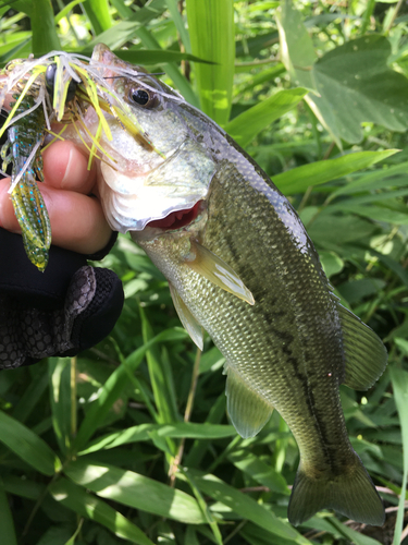 ブラックバスの釣果