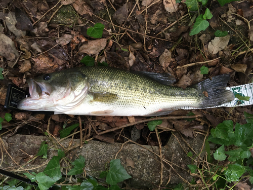 ブラックバスの釣果