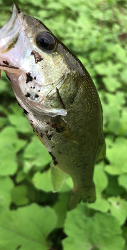 ラージマウスバスの釣果