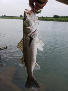 スズキの釣果