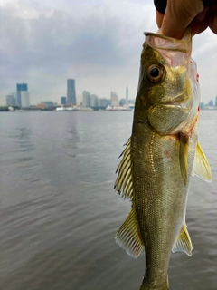 セイゴ（マルスズキ）の釣果