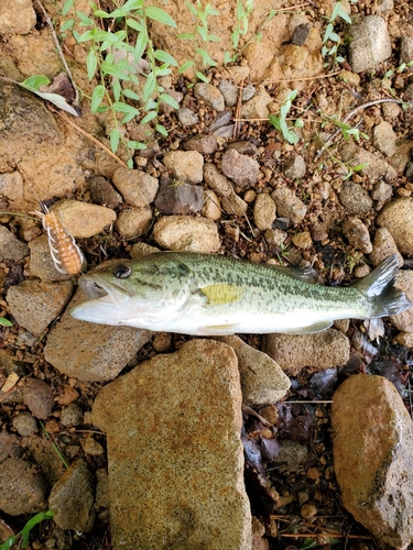 ラージマウスバスの釣果