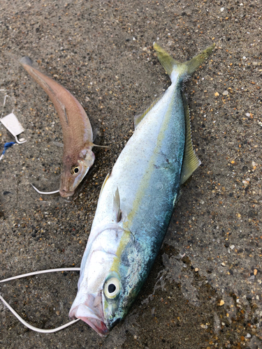 ツバスの釣果