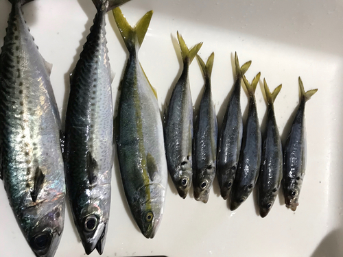 アジの釣果