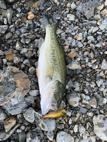 ブラックバスの釣果