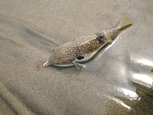 クサフグの釣果