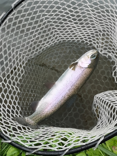 ニジマスの釣果