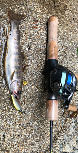 イワナの釣果