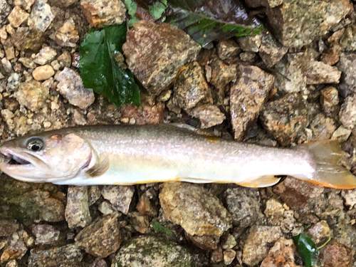 イワナの釣果