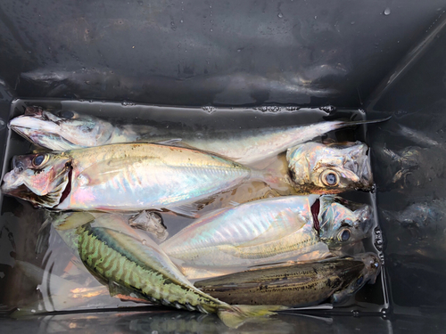 サバの釣果