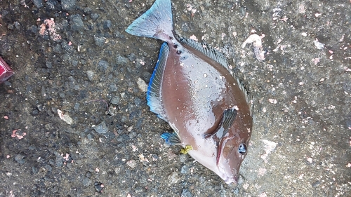 サンノジの釣果