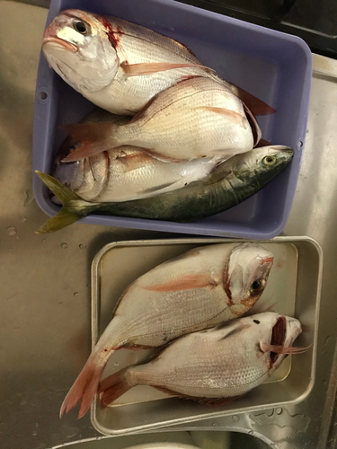 チダイの釣果