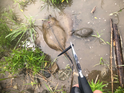 アカエイの釣果