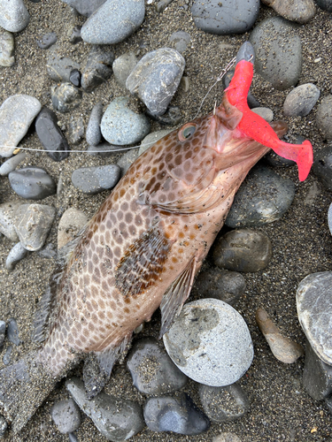 オオモンハタの釣果