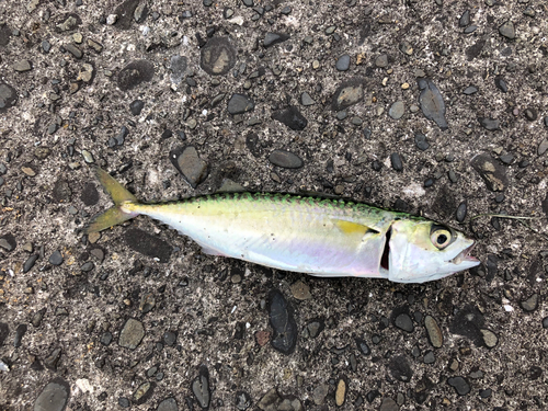 サバの釣果