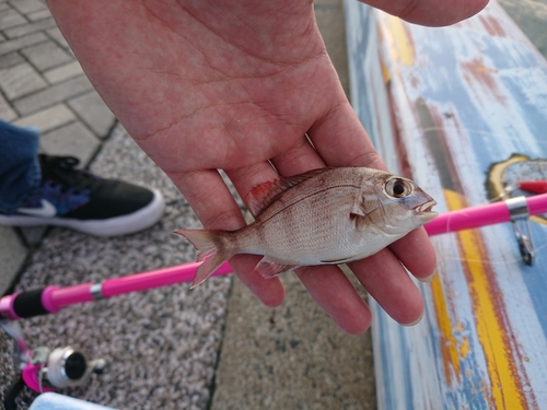 マダイの釣果