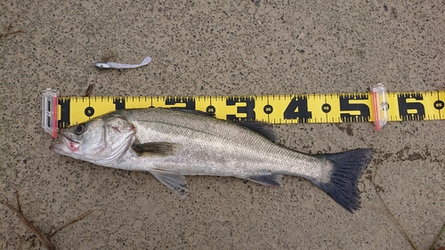 フッコ（タイリクスズキ）の釣果