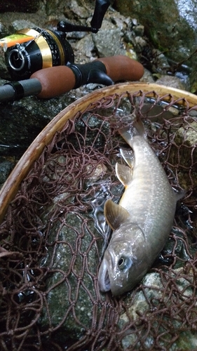 イワナの釣果