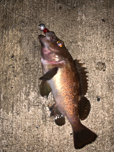 エゾメバルの釣果