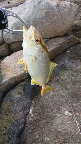 ネリゴの釣果