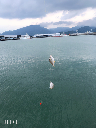 ヒイラギの釣果