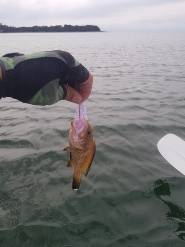 オオモンハタの釣果