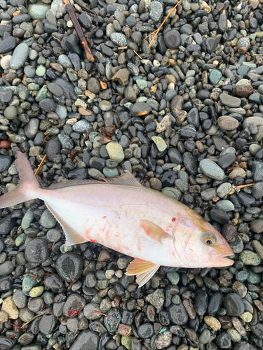 ショゴの釣果