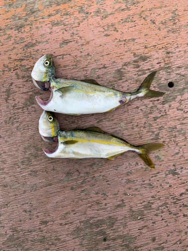 ワカシの釣果