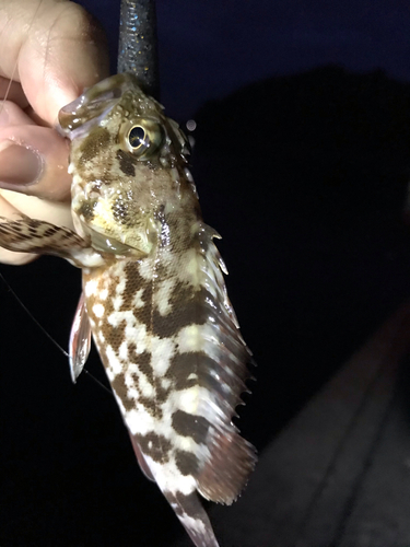 カサゴの釣果