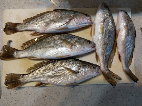 イシモチの釣果