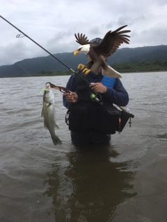 フッコ（マルスズキ）の釣果