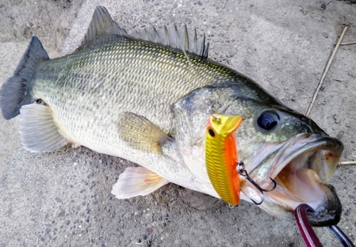 ブラックバスの釣果