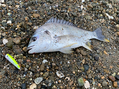 キビレの釣果