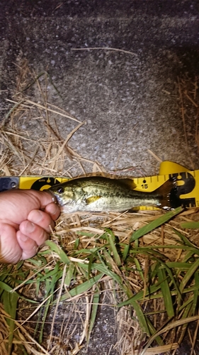 ブラックバスの釣果