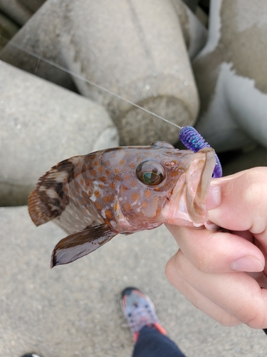 キジハタの釣果