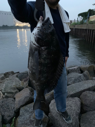 チヌの釣果